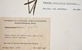 Image result for Cordylostigma longifolium