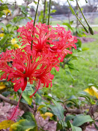 Image result for Hibiscus schizopetalus