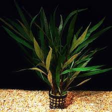 Image result for Hygrophila