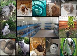 Check spelling or type a new query. Dandelions Rabbit Retreat Services Facebook
