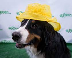 Dogs In Stylish Hats Recreate Classic Kentucky Derby Looks Kentucky Derby Hats Kentucky Derby Derby Hats