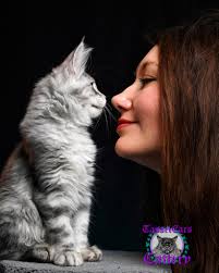 Tassel Ears Maine Coon Cattery