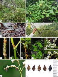 Image result for Fagopyrum snowdenii