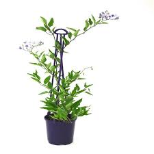 140mm Blue Star Solanum Jasminoides Bunnings Warehouse Warehouse Home Warehouse Home And Garden