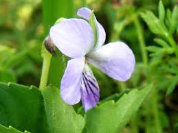 Image result for Viola abyssinica