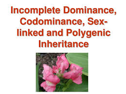 We did not find results for: Ppt Incomplete Dominance Codominance Sex Linked And Polygenic Inheritance Powerpoint Presentation Id 3819685