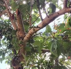 Image result for Viscum combreticola