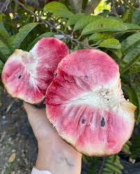 Image result for Annona reticulata