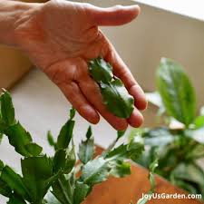 Image result for cactus cuttings