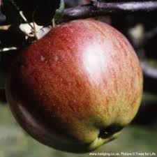 He gave the apple its name after the founder: Buy Apple Trees Cooking Varieties Online Crj Fruit Trees Nursery Uk