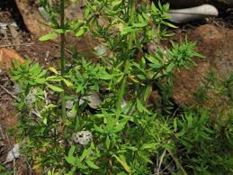 Image result for Pollichia campestris