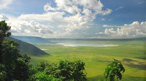 Image result for Uvaria tanzaniae