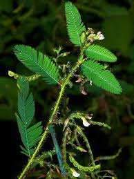 Image result for Aeschynomene