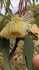 Image result for Cyphostemma stenolobum