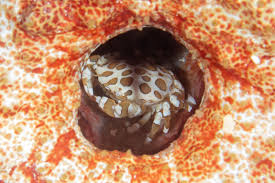 Creature Feature: Sea Cucumbers