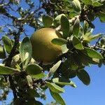 Image result for Strychnos madagascariensis