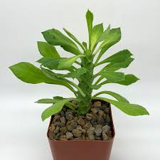 Image result for Monadenium discoideum