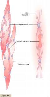 Smooth muscles are involved in many. Contractile Mechanism In Smooth Muscle Medical Physiology
