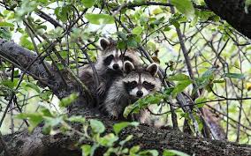 Raccoon eating cats' food, likes to mix it in the water like a bowl of cereal. Raccoons Facts And Fancies Wildlife Rescue League