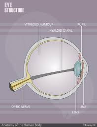 The name of the organ is printed right on it, so that it'd be easier for children to identify them. Anatomy For Kids Pdf Kit