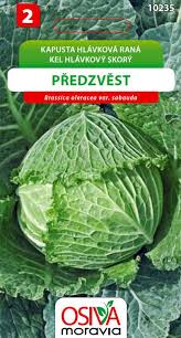 Image result for hlávková kapusta