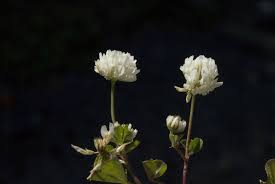 Image result for Trifolium spumosum