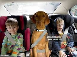Pets Carpool Articles - Carsales.Com.Au
