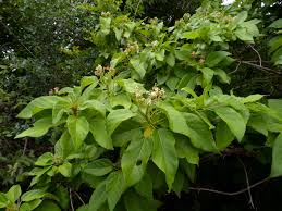 Image result for Carpodiptera africana