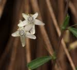 Image result for Basananthe pseudostipulata