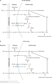 Chapter 7 Transport Of Oxygen And Carbon Dioxide In The