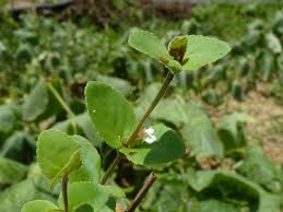 Image result for Vandellia