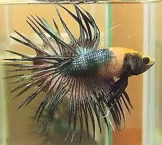 Sangat banyak sekali jenis ikan cupang yang berhasil di temukan. Copper Gold Ct Ikan Cupang Ikan