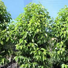 Magnolia × alba, also known as the white champaca, white sandalwood, or white jade orchid tree, is magnolia nilagirica is a species of plant in the magnoliaceae family. Magnolia X Alba Warners Nurseries