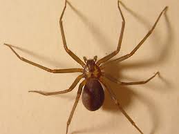 Las picaduras de araña violinista no son exclusivas de estados del país de gran vegetación y altas temperaturas. Silanes Muestra Antiveneno Contra Arana Violinista Vision Global