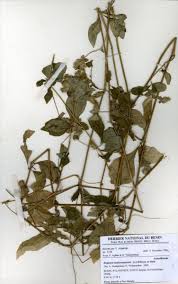 Image result for Blepharis maderaspatensis