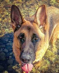 2019 Most Popular Dog Breeds In The Us For 2018 Most Popular Dog Breeds Popular Dog Breeds Beautiful Dogs