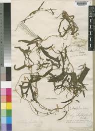 Image result for Convolvulus aschersonii