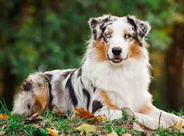Australian Shepherd Dog Breed Health And Care | Petmd