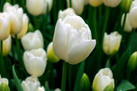 Regardless of when they show off their flowers, the blossoms last a long time because the flowers have so much substance. 15 Types Of White Tulips That Will Look Truly Magical In Your Garden Garden Tabs