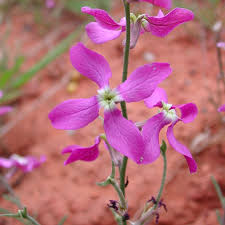 Image result for Matthiola