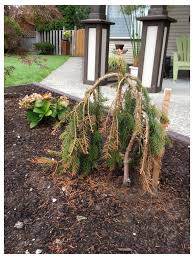 It is important not to leave pods and stumps on the trunk so that the plant will recover better. Dying Weeping Spruce