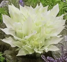 Image result for Hosta White Feather