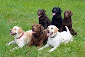 I've spent most of the week heads down, catching up from being away, not to mention starting up new. Labrador Retrievers What S Good About Em What S Bad About Em