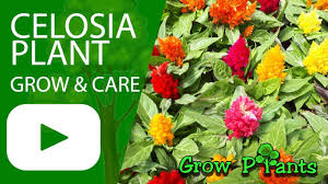 Celosia Plant Grow Care Eat Cock S Comb Youtube