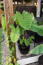 Moist soil at all times temperature if you find your alocasia struggling in a standard mix, add a bit of cactus and succulent soil, perlite, or organic matter to the soil and repot it with gravel. Elephant Ear Plant Care Guide Growing Colocasia Alocasia And More