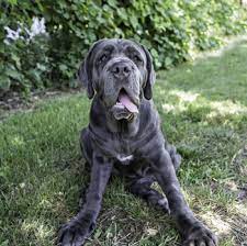 Neapolitan Mastiff Breeds Dogzone Com