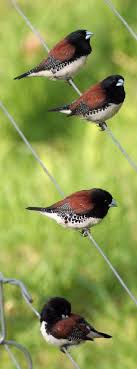 Small Wild Birds Of South Africa Red Backed Mannikin Spermestes Bicolor Rooirugfret Beautiful Birds Backyard Birds South African Birds