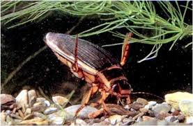 Check spelling or type a new query. Dytiscus Marginalis Great Diving Beetle Identification Guide
