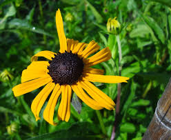 Zeigen sie initiative und teilen sie ihr wissen. Sonnenhut Rudbeckia Gelbe Blumen Sonnenhut Garten