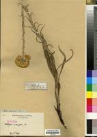 Image result for Helichrysum harveyanum